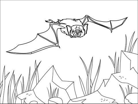 White Winged Vampire Bat Coloring Page